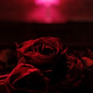 The Paper Kites - Roses [Disco de Vinil]