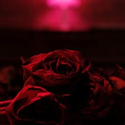 The Paper Kites - Roses [Disco de Vinil]