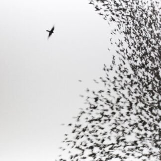 Wilco - Sky Blue Sky [Disco de Vinil]