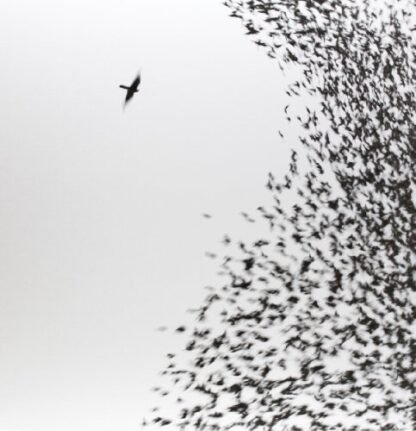 Wilco - Sky Blue Sky [Disco de Vinil]