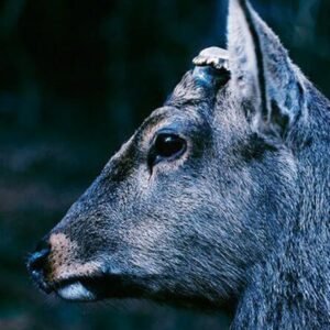 BOOK ABOUT MY IDLE PLOT ONUE ANXIETY (CDs)