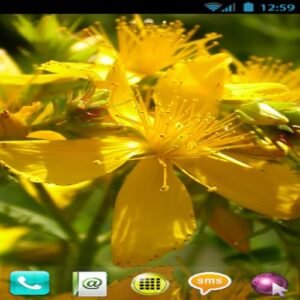 FLOWERS THEME (GO LAUNCHER) (CDs)