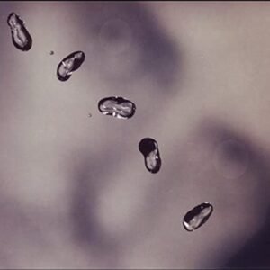 Up - Peter Gabriel (CDs)