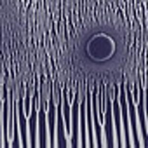 Grimm Robe Demos (CDs)