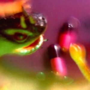 Take the Fall - Bush Tetras (CDs)