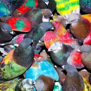 SickElixir - Blawan (CDs)