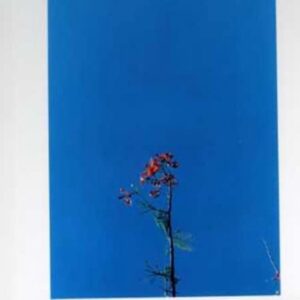 & the Ys Street Band Ep - Newsom, Joanna (CDs)