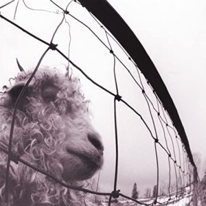 Pearl Jam - Vs. [Remastered] (Vinyl/LP) - Pearl Jam (Discos de Vinil)