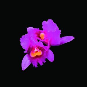 Orchid [Reissue] - Opeth (CDs)