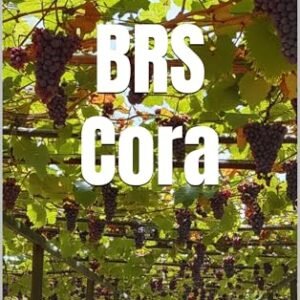 BRS Cora: Vinhos do Brasil (Wines of the World: Brazil) - Musumeci, Bernardo (Vinhos)