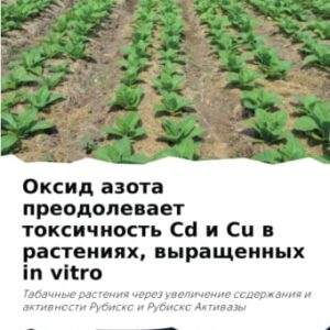 Oxid azota preodolewaet toxichnost' Cd i Cu w rasteniqh, wyraschennyh in vitro: Tabachnye rasteniq cherez uwelichenie soderzhaniq i aktiwnosti Rubisko i Rubisko Aktiwazy - Hajri, Alaaldin Idris H. (CDs)
