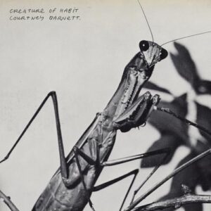Creature of Habit - Courtney Barnett (CDs)