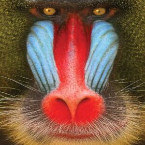 Wild Smile [Bonus Track] - サッカーズ (CDs)
