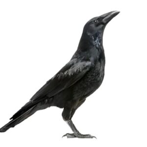 Decalque de pássaro de corvo preto, vinil impermeável de 2 peças, adequado para carroceria de carro, janelas, para-choques, para-brisa traseiro, laptop, paredes, vasos sanitários, malas, decoração de (Discos de Vinil)