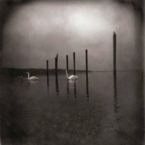 Conference Of The Birds - Om (CDs)