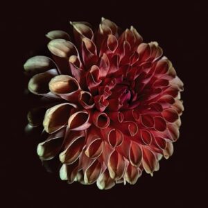 Unfolding - Jessica Moss (Discos de Vinil)
