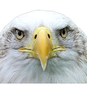 Rogue River Tactical 9x6 Grande American Bald Eagle Head EUA Bandeira Traseira Janela Adesivo Adesivo Carro Adesivo de Carro Patriótico Auto Para-choque Decalque Vinil para Carro Caminhão RV SUV Barco US Military (Discos de Vinil)