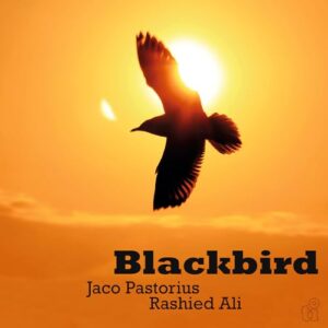 Blackbird - Jaco Pastorius (Discos de Vinil)